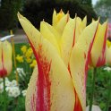 Tulipa fleur de lis 'Mona Lisa' PB 3